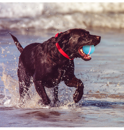Pet Electric Dog Ball
