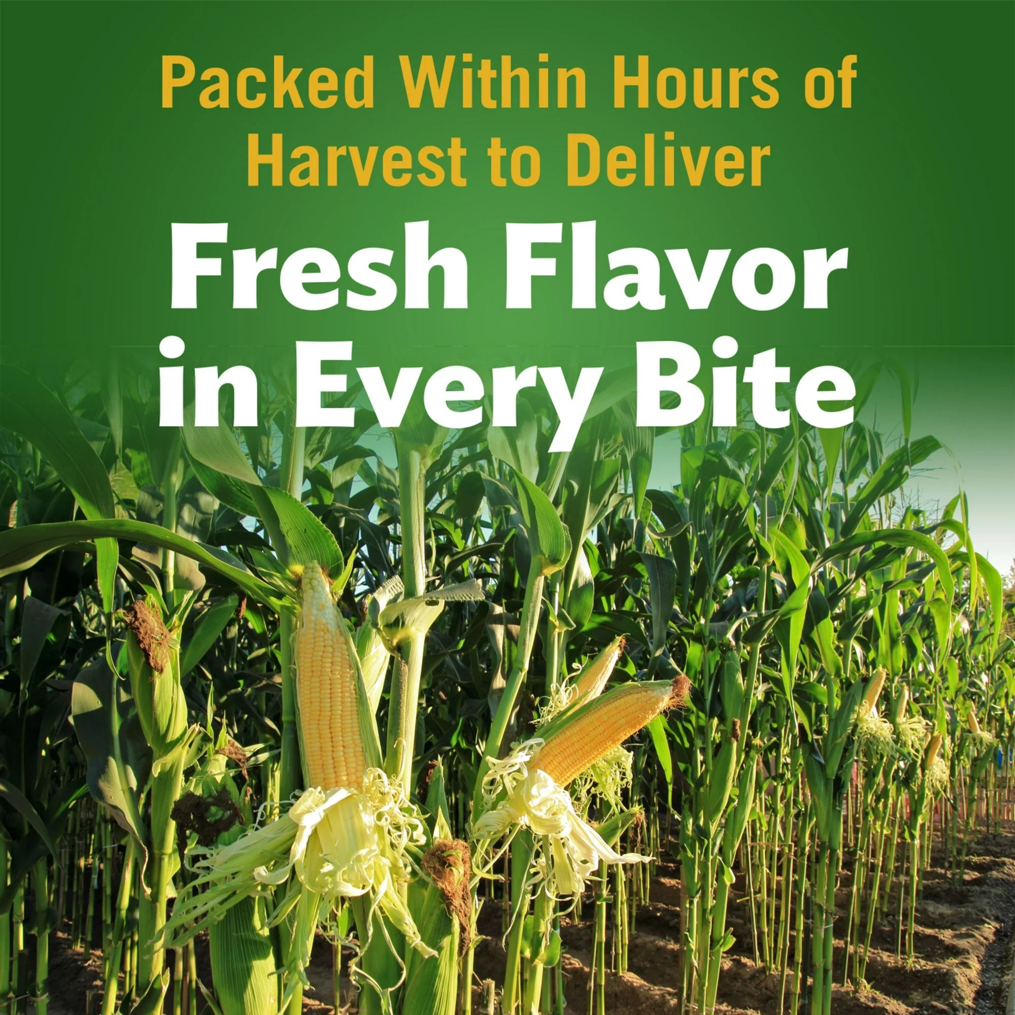 Del Monte Summer Crisp White Shoepeg Corn, Sweet Summer Crisp White Corn, 11 oz Can, Canned Vegetables